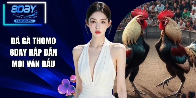 Đá Gà Thomo 8DAY - Bùng Nổ Đam Mê Tại Đấu Trường Quốc Tế
