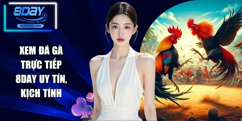 Đá Gà Trực Tiếp 8DAY - Bắt Trọn Từng Khoảnh Khắc Kịch Tính
