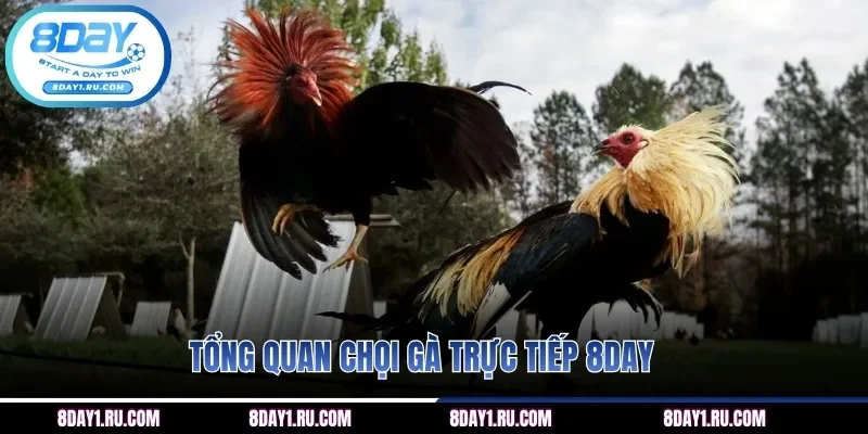 Tổng quan chọi gà trực tiếp 8DAY