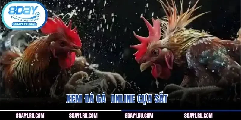 Xem trực tuyến kê chiến gắn thêm cựa sắt